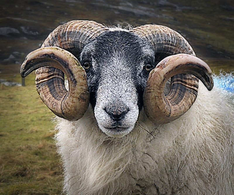 Harris-Sheep-near-Rodel-2-_.jpg