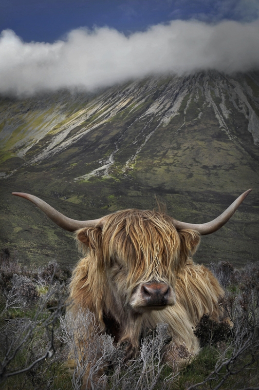 Skye-Highland-Cattle-Glamaig.jpg